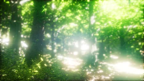 Sonnenlicht-Im-Grünen-Wald